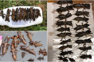 Sodininkai atrado itin veiksmingą būdą kovoti su kurkliais: šienauja dešimtimis per dieną