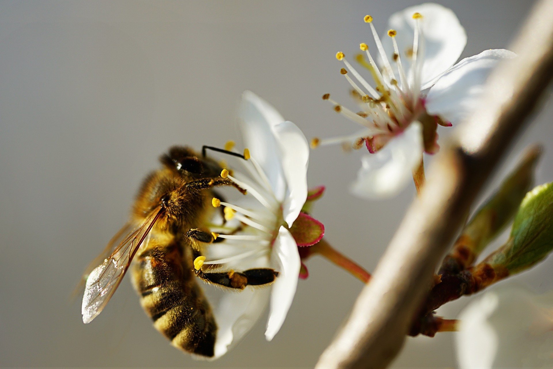  Bitės. Pixabay nuotr.