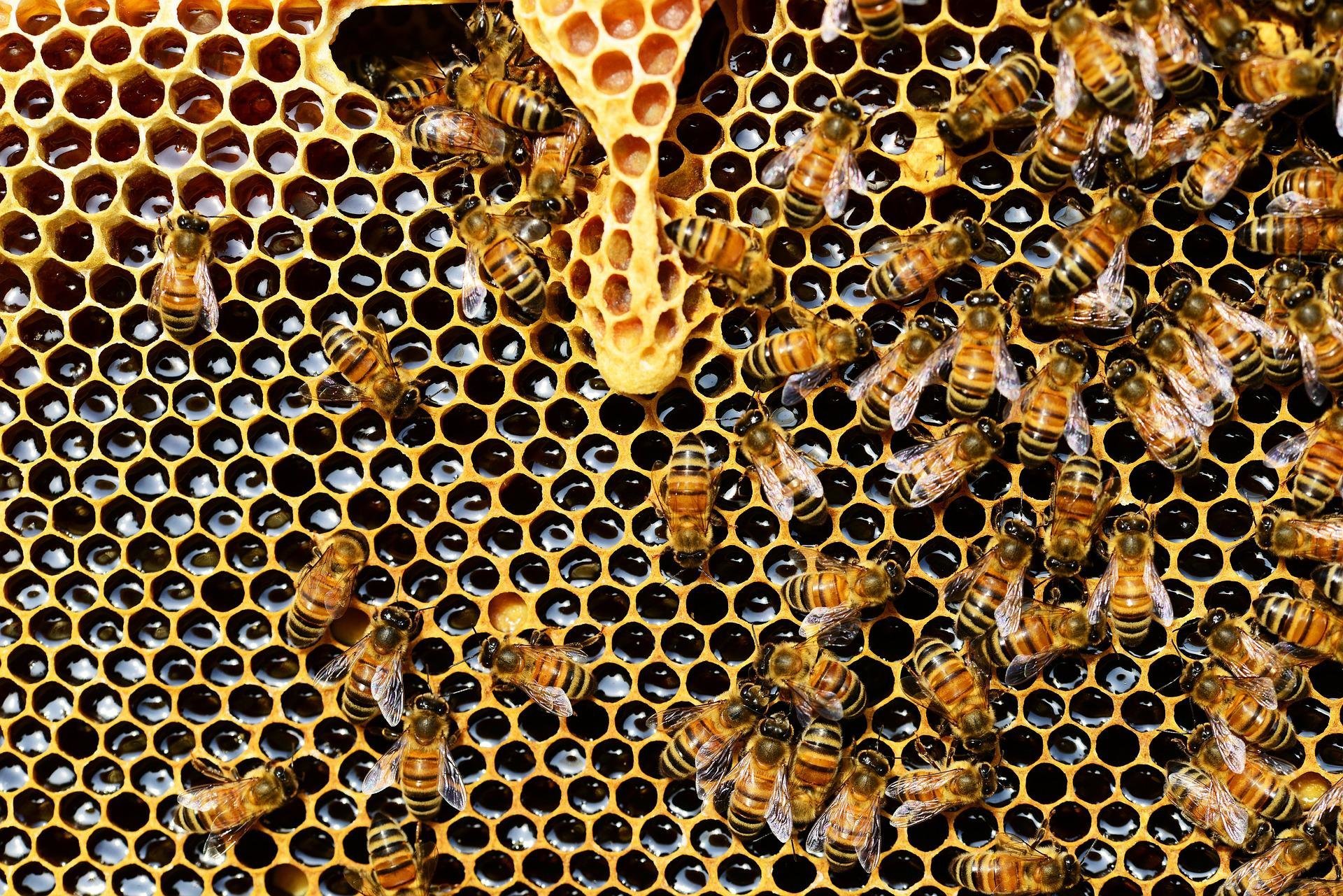  Bitės. Pixabay nuotr.