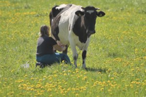Pratęsta išimtis – smulkūs ūkiai ką tik pamelžtą pieną galės pristatyti neatšaldytą