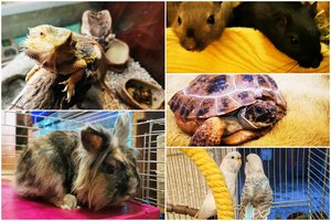 Egzotinių gyvūnų prieglauda Lietuvoje kviečia susipažinti: šiems augintiniams irgi reikia pagalbos