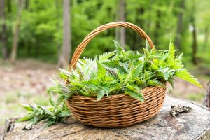 Nuostabus, dažnas ir naudingas augalas – kurį kažkodėl vadiname „piktžole“