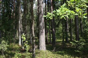 Kelionės po Lietuvos miškus – puiki vasaros atostogų dalis