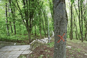 Planuotus nukirsti kaštonus išgelbėjo budrūs kauniečiai: išsaugoti pavyko mažiausiai 10 medžių