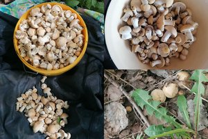 Miškuose – pirmieji pavasariniai grybai: jau greitai jų prisirinkti bus galima pilnus krepšius