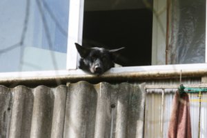 Keista istorija Kaune: šuo uždarė moterį balkone, bet viskas baigėsi netikėtai