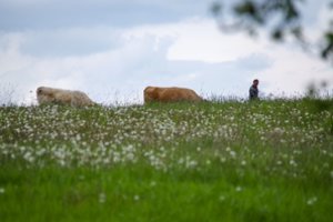 Kokie iššūkiai kyla Lietuvos ūkininkams, žengiant Žaliojo kurso kryptimi?