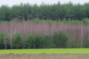Siūloma palengvinti savaiminukais apaugusios ne miško žemės keitimą mišku