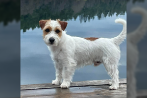 Dingus šeimos nariui prašo padėti ir žada keturženklę sumą už tai, kad Šaras grįžtų namo