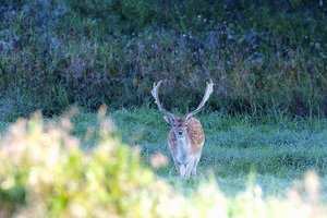 Kuršių mariose – į tinklus įsipainioję danieliai: išgelbėti pavyko tik vieną iš dvejų