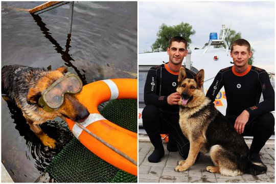 Ukrainos pajėgose – keturkojė naujokė: jau pasiruošusi saugoti ir gelbėti žmonių gyvybes