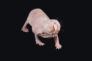 Keistoji gamta: šie žinduoliai išvaizda gal ir nesužavės, bet jie sugeba ištisas valandas išbūti beveik be deguonies