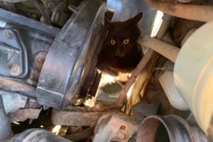 Keistus garsus automobilyje išgirdęs vilnietis negalėjo patikėti tuo, ką išvydo po variklio gaubtu: teko kviesti tarnybas