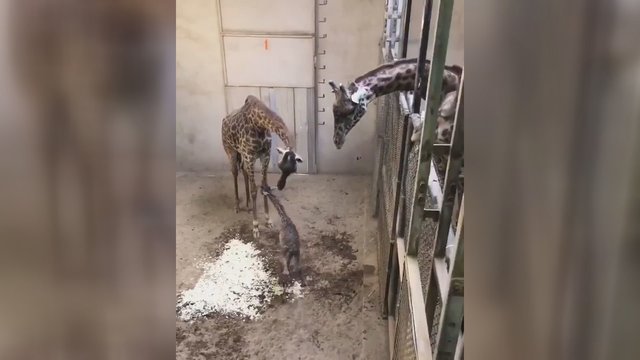 Užfiksuota itin jautri akimirka: žirafa pirmą kartą pamatė savo jauniklį