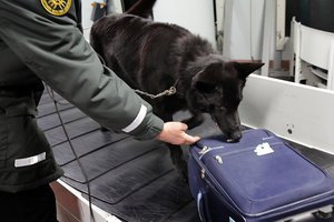 Narkotikų ieškantiems šunims – mirtinas pavojus: gali nužudyti vos keli grūdeliai naujos medžiagos