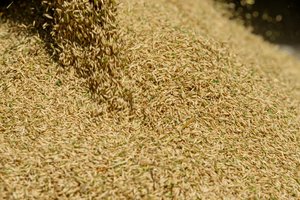 Kinija paragino atidaryti žaliąjį koridorių grūdams iš Ukrainos