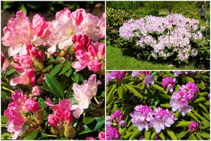 Suskubkite pasigrožėti: VDU Botanikos sode prasideda didysis rododendrų žydėjimas