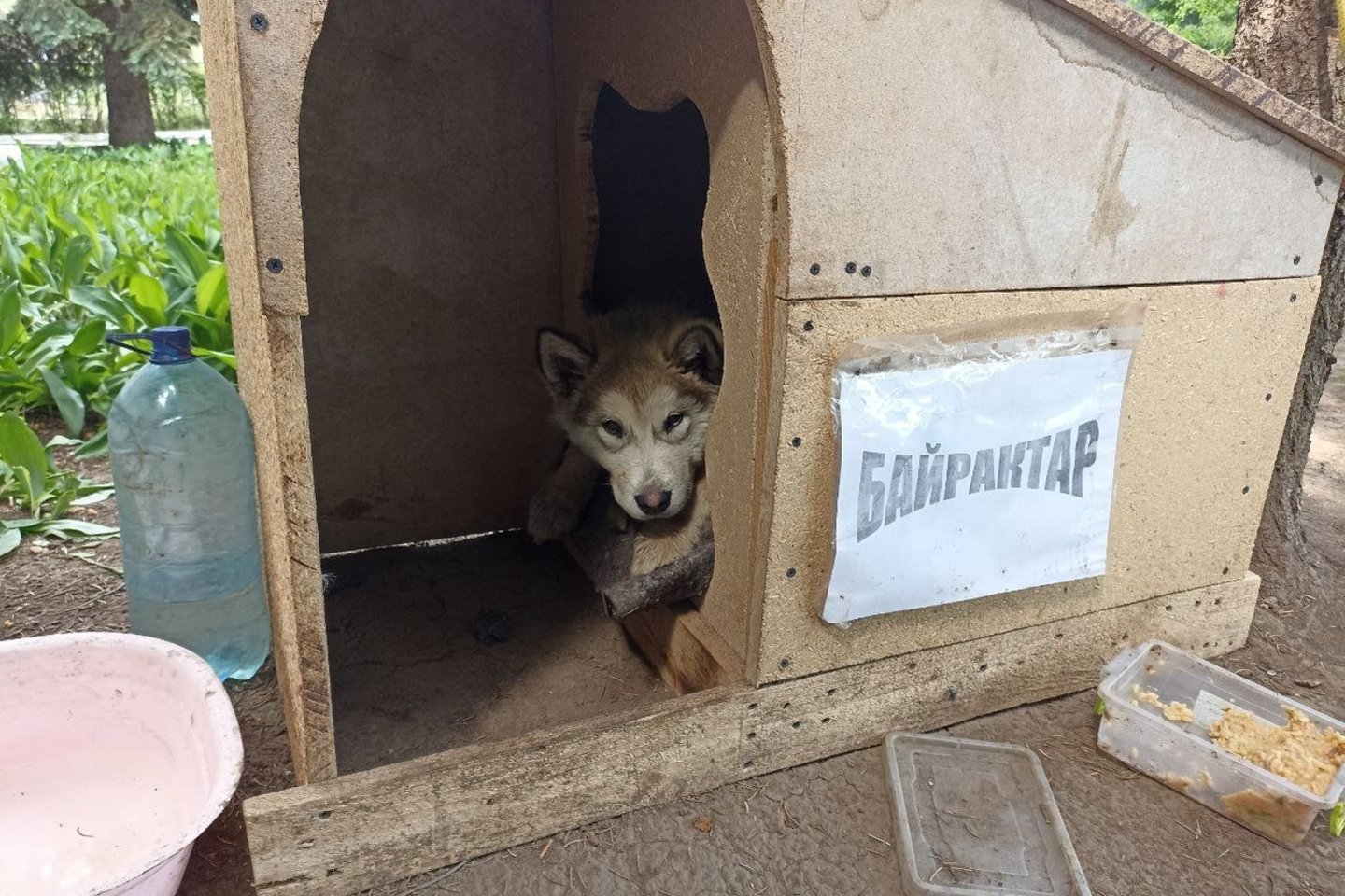  Išgelbėtas šuo liko pas ugniagesius. Jam buvo suteiktas vardas „Bayraktar“.<br> Ukrainos valstybinės pagalbos tarnybos nuotr.