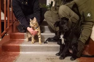 Iš buto iškraustyti nuomininkai laiptinėje išmetė savo augintinius: karma grįžo su kaupu