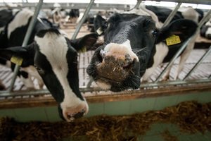 Ūkininkai skundžiasi dėl paramos turintys nueiti kryžiaus kelius ir dar nemažai sumokėti patys: kliūva net žirnių sąvoka