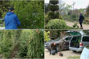 Medelynus užplūdę pirkėjai prašo to paties augalo: tujos keliauja į antrą planą