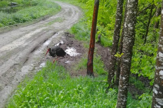 Į medžiotojų kameros objektyvą pateko itin retas paukštis: gyvai jį pamatyti sunku