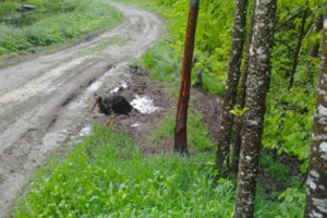 Į medžiotojų kameros objektyvą pateko itin retas paukštis: gyvai jį pamatyti sunku