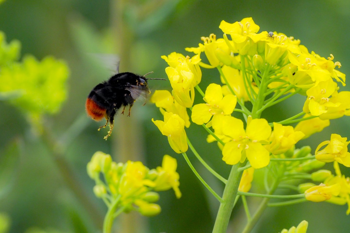 Pavasaris bitininkų nedžiugina: vėluoja medunešis, kils medaus kainos.<br>V.Ščiavinsko nuotr.