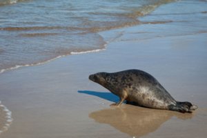 Dėl iš Baltijos jūros išmetamų sužeistų ruonių – kreipimasis į S. Gentvilą: „Kaltininkų reikia ieškoti Lietuvos pakrantėje“