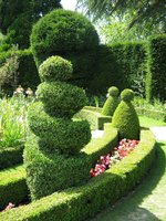 Meninis genėjimas: kuriems augalams ir kokios formos tinka labiausiai 