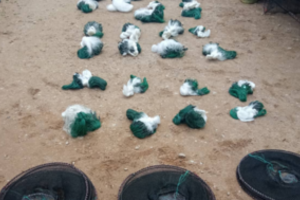 Rietavo turguje aplinkosaugininkai iš prekeivių paėmė 40 tinklų ir 15 bučiukų