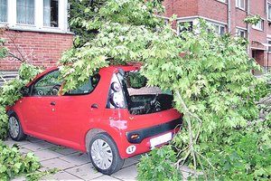 Dėl nuvirtusios šakos ant automobilio niekas nenorėjo prisiimti atsakomybės: štai ką padarė savininkas