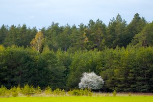 Valstybės kontrolės auditas: Lietuvos miškais rūpinamasi nepakankamai