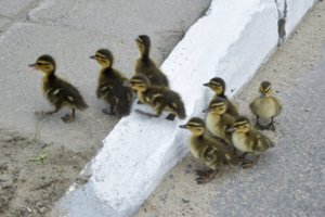 Klaipėdos ugniagesiai nenuvylė: nuotekų šulinyje atsidūrę ančiukai išgelbėti