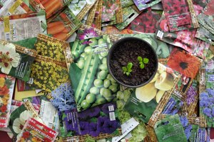 Lietuvos sėklų kolekcijos patikimos Svalbardo sėklų saugyklai