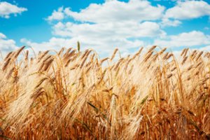 Svarstomos kelios grūdų gabenimo iš Ukrainos alternatyvos, bet visi keliai turi trūkumų