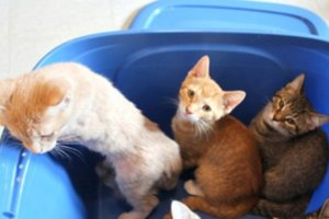 Beširdė kačiukams surengė egzekuciją: sumetė į šiukšlių maišą ir daužė į medį