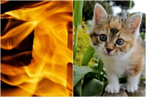 Į liepsnojantį kaimynų butą puolė gelbėti kačiuko: didvyris iš Rokiškio r. atsidūrė ligoninėje