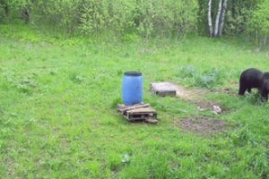 Biržų krašte pasirodė jauna meška: įtaria, kad gali ieškoti naujų medžioklės plotų