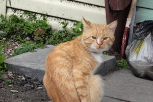 Lazdijų seniūnijoje gyventojams trūko kantrybė: šiukšles apie kilometrą tenka nešti rankinuke