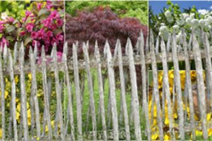 Kai kiemą būtina apsaugoti nuo vėjų ir kaimynų akių: kokie augalai tinka geriausiai