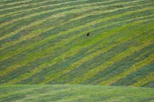 Primena: šienapjūtė – ne anksčiau birželio 15-osios