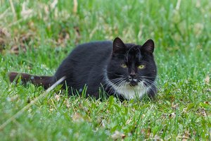 Griežti sprendimai Vokietijoje: už augintinio sužalotą paukštį gali tekti susimokėti ir 50 tūkst. eurų