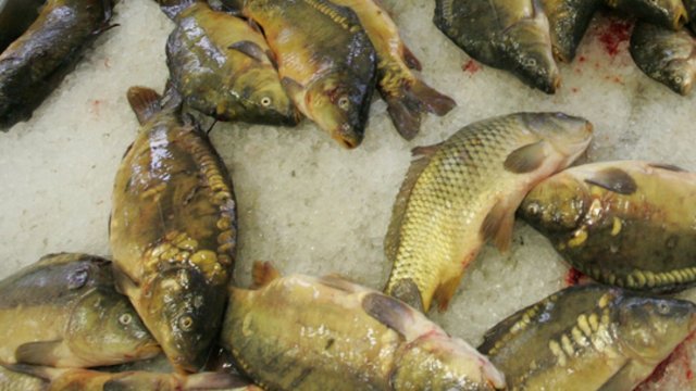 Kauno mariose masiškai gaišta žuvys: aplinkosaugininkai ieško galimų sprendimo būdų