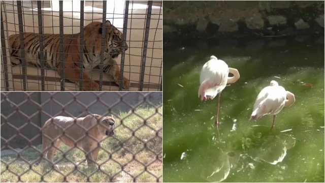 Prižiūrėtojai gelbsti alinantį karštį patiriančius zoologijos sodo gyvūnus: pasitelkė išradingumą