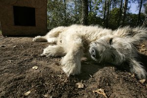 Vilkaviškio rajone vyras užmušė šunį