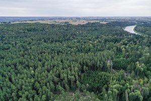 Punios šilas įgijo 5 kartus išplėsto gamtinio rezervato statusą: tai – svarbiausias aplinkosaugos įvykis nuo 1990-ųjų