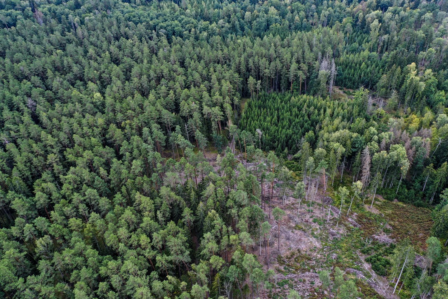 Tai – pirmasis Lietuvoje tokio dydžio gamtinis rezervatas, apimantis beveik visą miško masyvą.<br>V.Ščiavinsko nuotr.