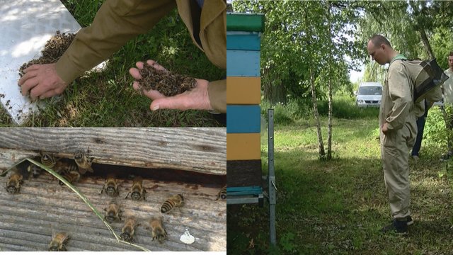 Drama Pakruojo rajone: pareigūnai kartu su augintojais aiškinasi, kas nužudė niekuo dėtas bites