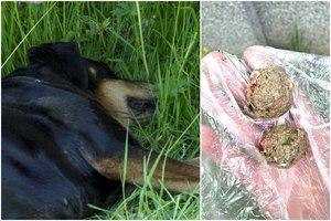 Šimtai nuodingų mėsos kukulių vilioja keturkojus: šunų šeimininkai ir policija ieško, kas tai padarė